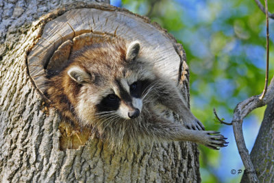 Raccoon: SERIES