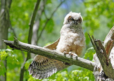 Great Horned Owlet: SERIES