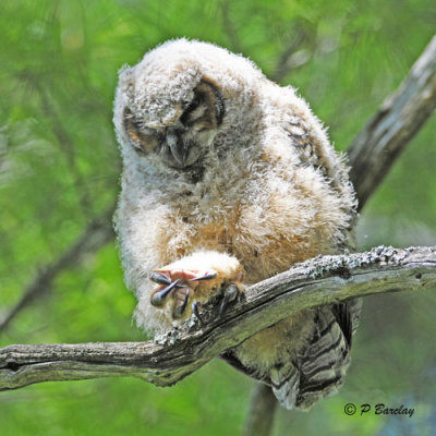 Great Horned Owlet:  SERIES