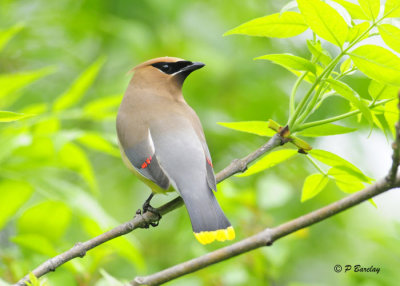 Cedar Waxwing