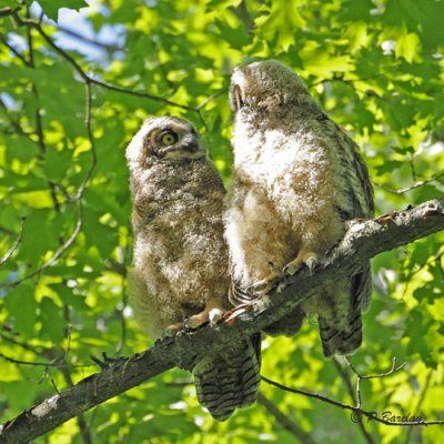 Great Horned Owlets:  SERIES
