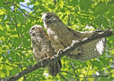 Great Horned Owlets:  SERIES
