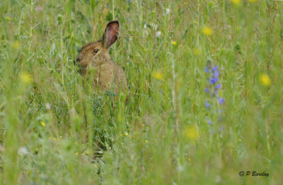 Hare (or Cottontail?)