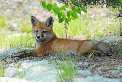 Red Fox (juv)