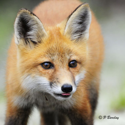 Red Fox:  SERIES