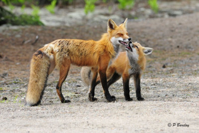 Red Fox:  SERIES 2