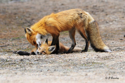 Red Fox:  SERIES 1