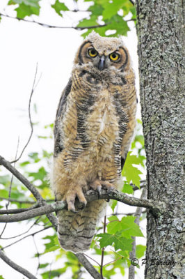 Great Horned Owlet