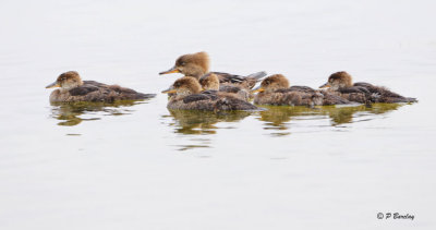 Hooded Mergansers