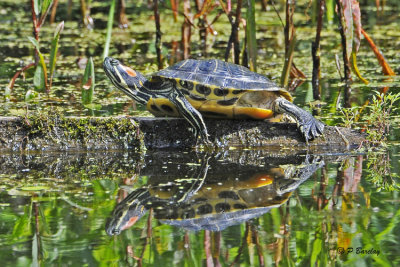 Red-eared Slider