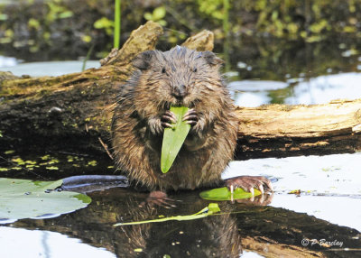 Muskrat