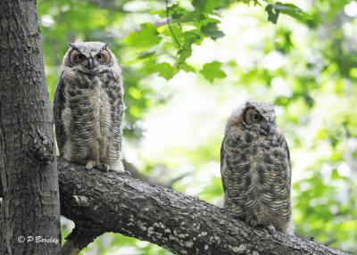 Great Horned Owlets