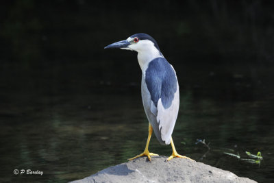 Black-crowned Night-Heron