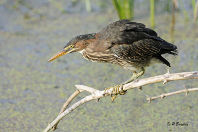 Green Heron (juv)