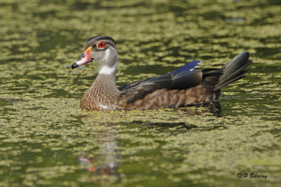 Wood Duck (m)