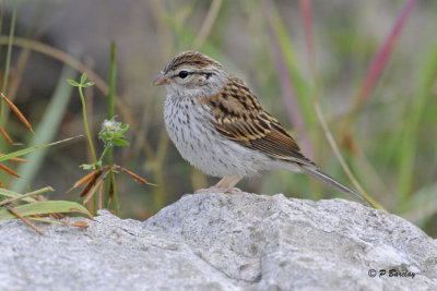 Chipping Sparrow (juv)