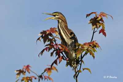 Green Heron