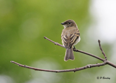 Eastern Phoebe