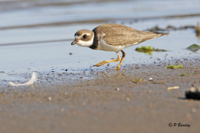 Semipalated Plover
