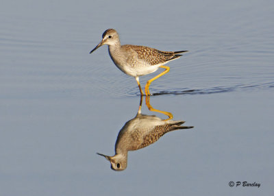 Lesser Yellowlegs:  SERIES