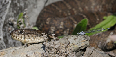 Northern Water Snake:  SERIES