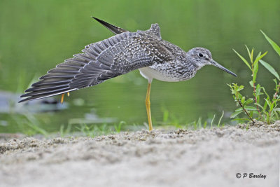 Greater Yellowlegs