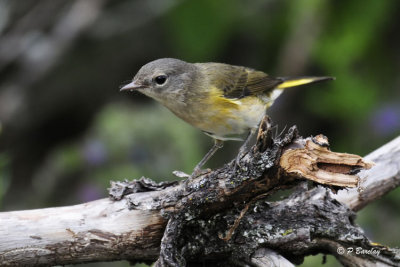 American Redstart