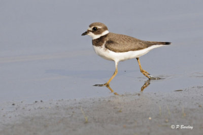 Semipalmated Plover