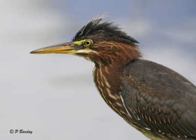 Green Heron (juv)