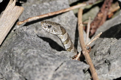 Eastern Milk Snake (or is it??):  SERIES