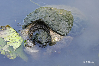 Snapping Turtles: SERIES