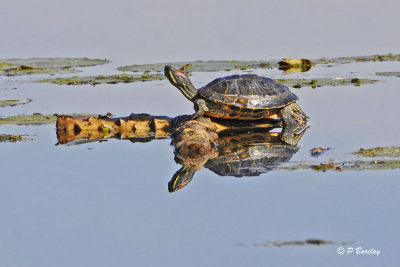 Red-eared Slider