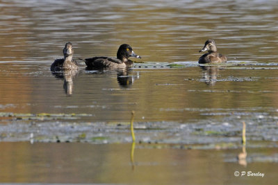 Ring-necked Ducks