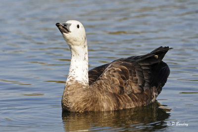 Blue Morph Snow Goose