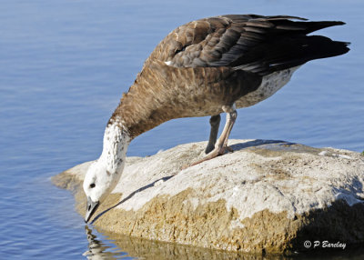 Blue Morph Snow Goose