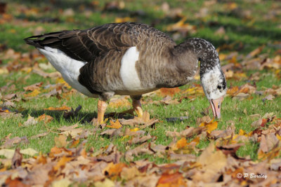 Hybrid Goose