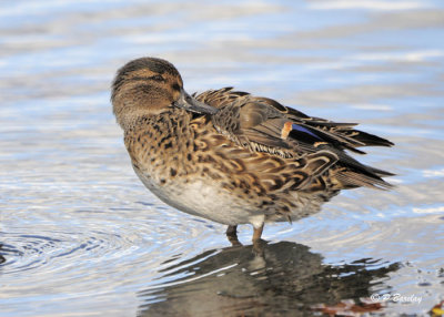 Green-winged Teal (f)