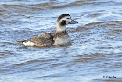 Long-tailed Duck