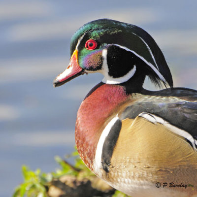 Wood Duck (m)