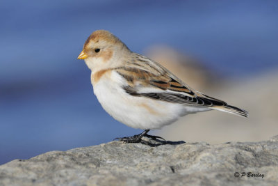 Snow Bunting