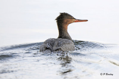 Red-breasted Merganser