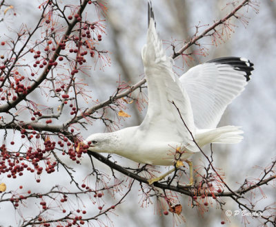 Ring-billed Gull