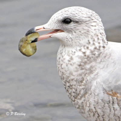 Ring-billed Gull:  SERIES