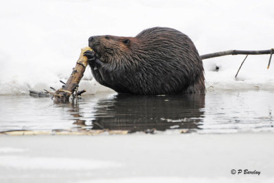 Beaver:  SERIES
