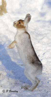 Snowshoe Hare:  SERIES