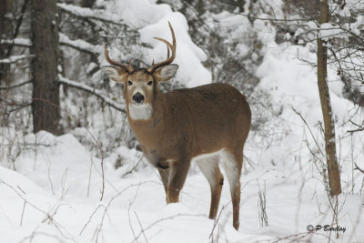 White-tailed Deer:  SERIES