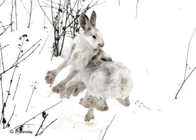 Snowshoe Hare:  SERIES