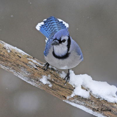 Blue Jay