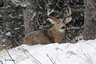 White-tailed Deer:  SERIES