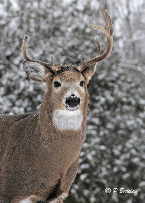 White-tailed Deer